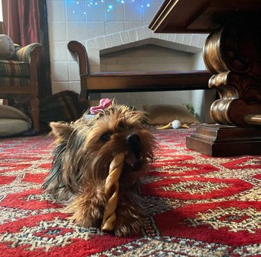 16 Heartwarming Stories of Dogs Navigating Quarantine Life
