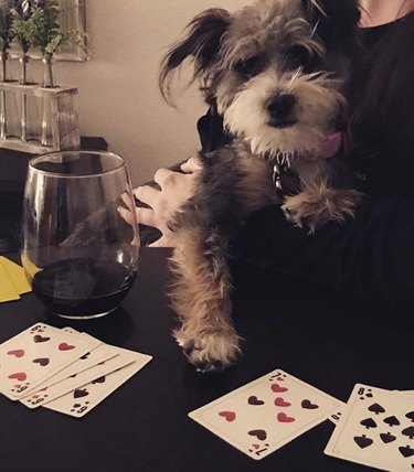16 Heartwarming Stories of Dogs Navigating Quarantine Life
