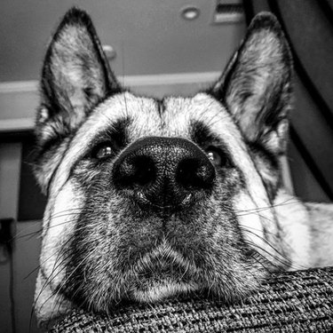 16 Heartwarming Stories of Dogs Navigating Quarantine Life