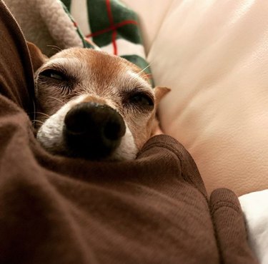 16 Heartwarming Stories of Dogs Navigating Quarantine Life