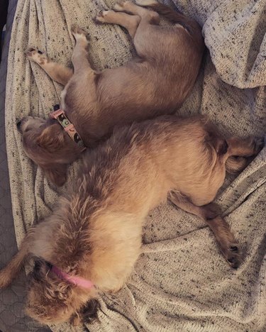 16 Heartwarming Stories of Dogs Navigating Quarantine Life