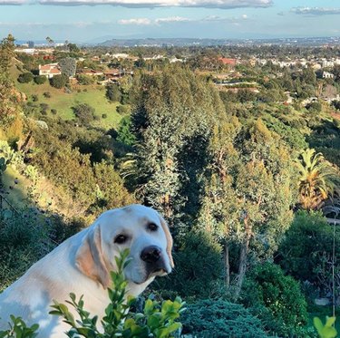 16 Heartwarming Stories of Dogs Navigating Quarantine Life