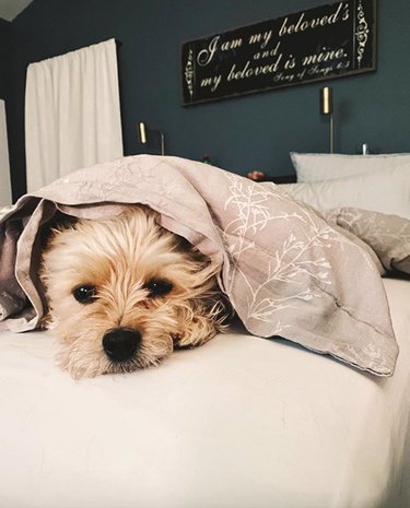 16 Heartwarming Stories of Dogs Navigating Quarantine Life