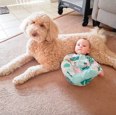 16 Heartwarming Stories of Dogs Navigating Quarantine Life