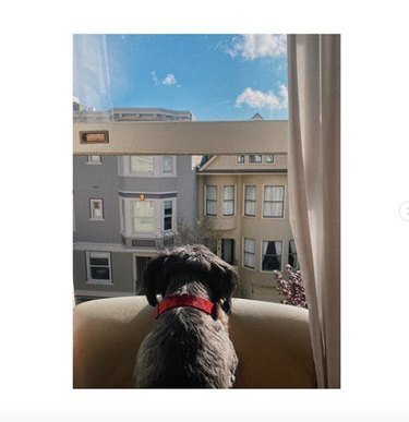 16 Heartwarming Stories of Dogs Navigating Quarantine Life