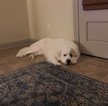 16 Heartwarming Stories of Dogs Navigating Quarantine Life