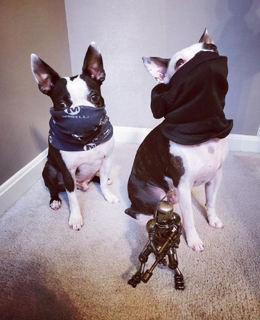 16 Heartwarming Stories of Dogs Navigating Quarantine Life