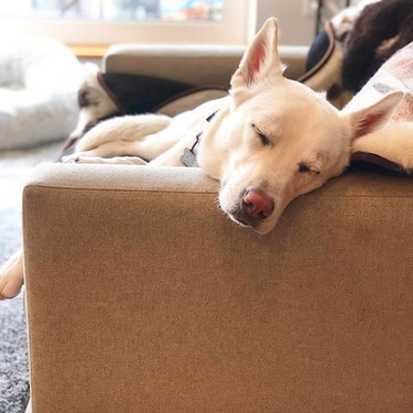 16 Heartwarming Stories of Dogs Navigating Quarantine Life