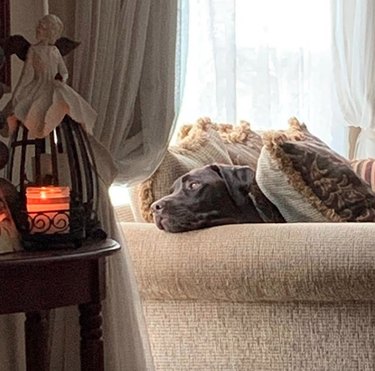 16 Heartwarming Stories of Dogs Navigating Quarantine Life