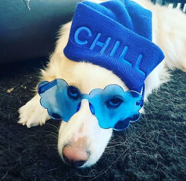 16 Heartwarming Stories of Dogs Navigating Quarantine Life