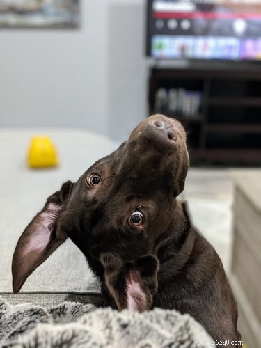 16 Heartwarming Dog Photos That Will Brighten Your Day