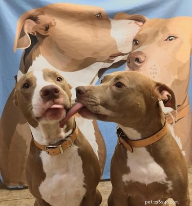 16 Heartwarming Dog Photos That Will Brighten Your Day
