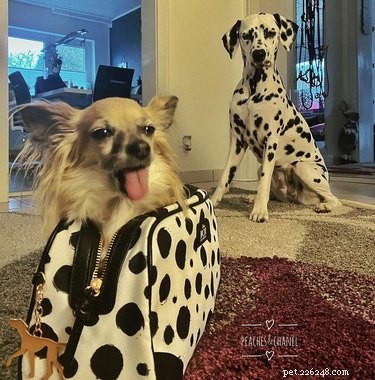 16 Heartwarming Dog Photos That Will Brighten Your Day