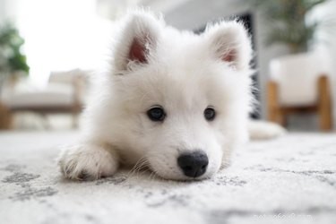 16 Heartwarming Dog Photos That Will Brighten Your Day