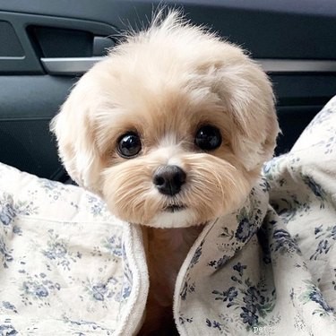 16 Heartwarming Dog Photos That Will Brighten Your Day