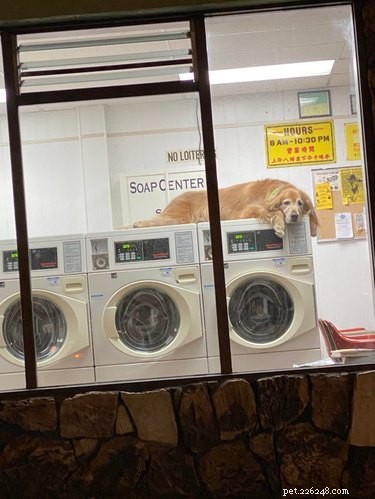 16 Heartwarming Dog Photos That Will Brighten Your Day