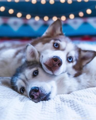 16 Heartwarming Dog Photos That Will Brighten Your Day