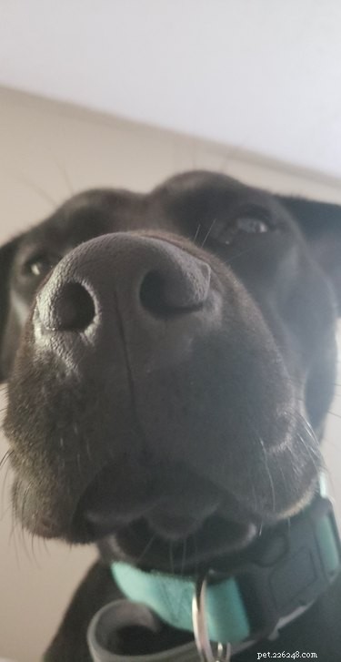 16 Heartwarming Dog Photos That Will Brighten Your Day
