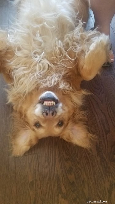 16 Heartwarming Dog Photos That Will Brighten Your Day