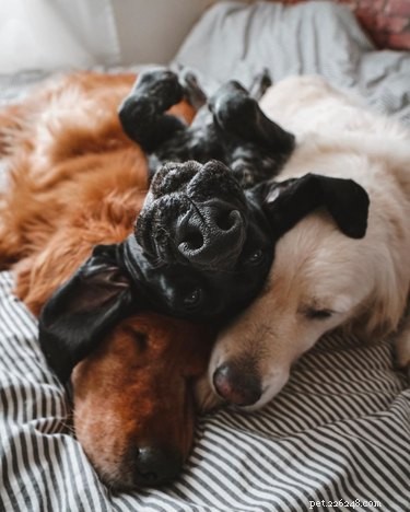 16 Heartwarming Dog Photos That Will Brighten Your Day