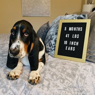 16 Heartwarming Dog Photos That Will Brighten Your Day