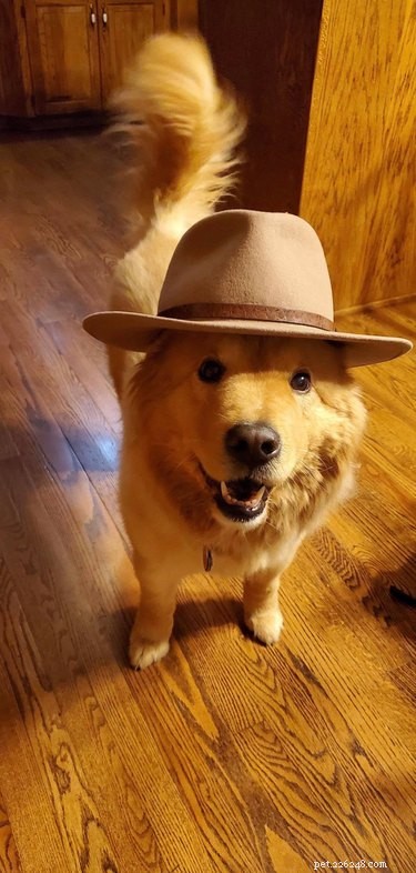 16 Heartwarming Dog Photos That Will Brighten Your Day