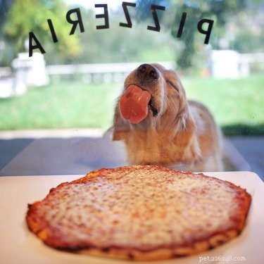 16 Heartwarming Dog Photos That Will Brighten Your Day
