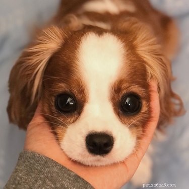 16 Heartwarming Dog Photos That Will Brighten Your Day