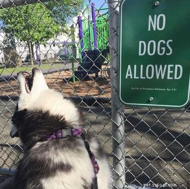 16 Heartwarming Dog Photos That Will Brighten Your Day