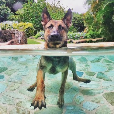 17 Delightful Dogs Making a Splash in Stylish Pools
