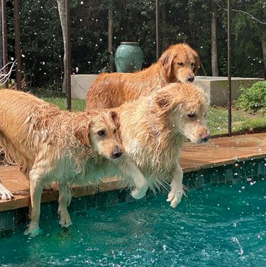 17 Delightful Dogs Making a Splash in Stylish Pools