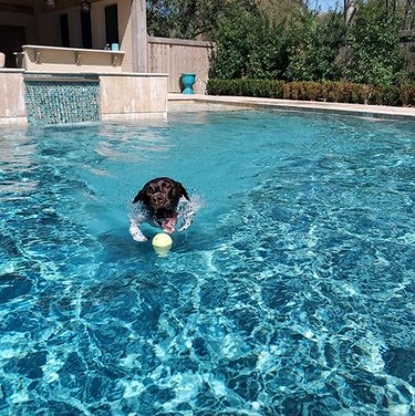 17 Delightful Dogs Making a Splash in Stylish Pools