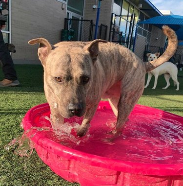 17 Delightful Dogs Making a Splash in Stylish Pools