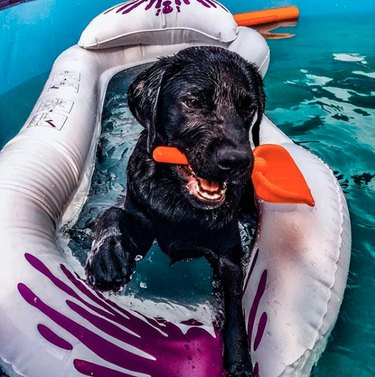 17 Delightful Dogs Making a Splash in Stylish Pools