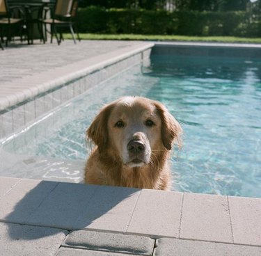 17 Delightful Dogs Making a Splash in Stylish Pools