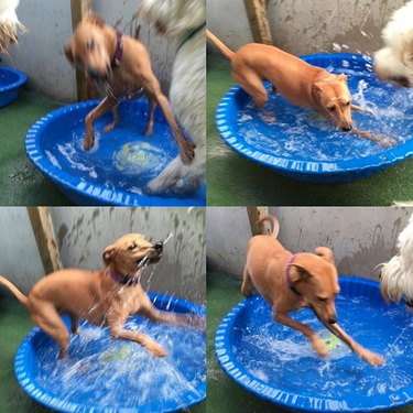 17 Delightful Dogs Making a Splash in Stylish Pools