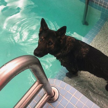17 Delightful Dogs Making a Splash in Stylish Pools
