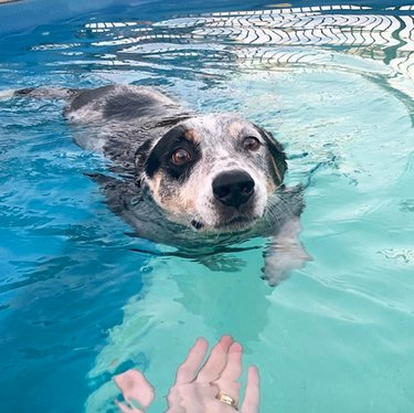 17 Delightful Dogs Making a Splash in Stylish Pools