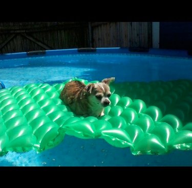 17 Delightful Dogs Making a Splash in Stylish Pools