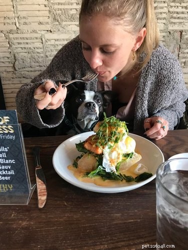 17 Hilarious Moments When Dogs Dream About Food