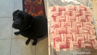 17 Hilarious Moments When Dogs Dream About Food