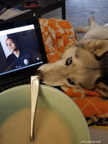 17 Hilarious Moments When Dogs Dream About Food