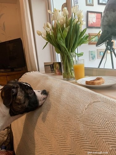 17 Hilarious Moments When Dogs Dream About Food
