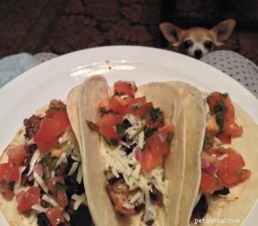 17 Hilarious Moments When Dogs Dream About Food
