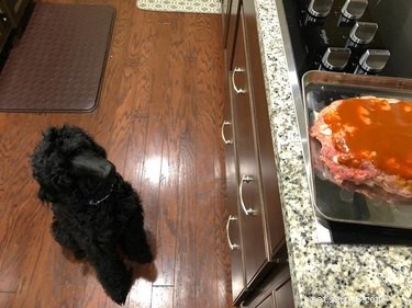 17 Hilarious Moments When Dogs Dream About Food