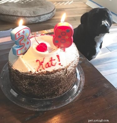 17 Hilarious Moments When Dogs Dream About Food