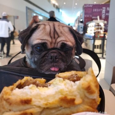 17 Hilarious Moments When Dogs Dream About Food