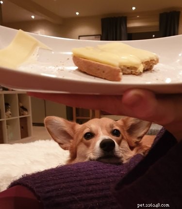17 Hilarious Moments When Dogs Dream About Food