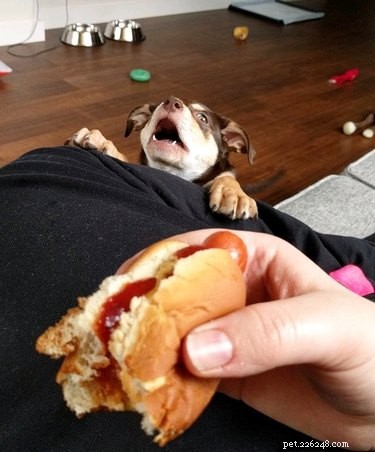 17 Hilarious Moments When Dogs Dream About Food