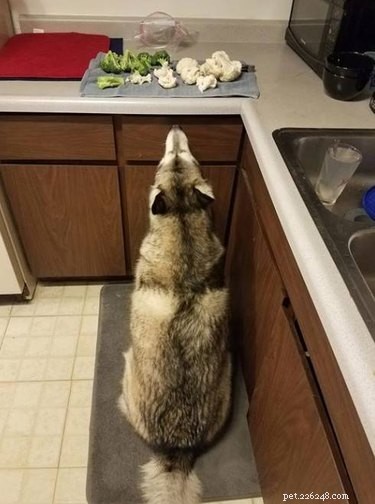17 Hilarious Moments When Dogs Dream About Food